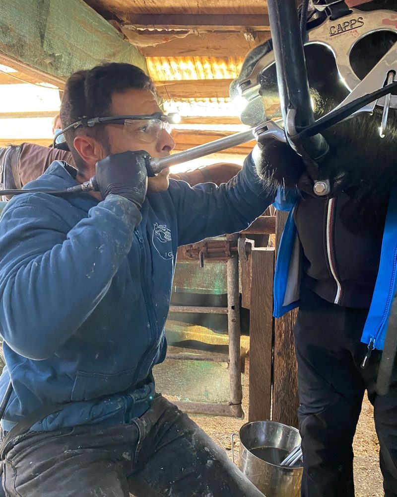Pferdedentalpraktiker Alex Schleich mit Stirnlampe bei der Zahnkorrektur