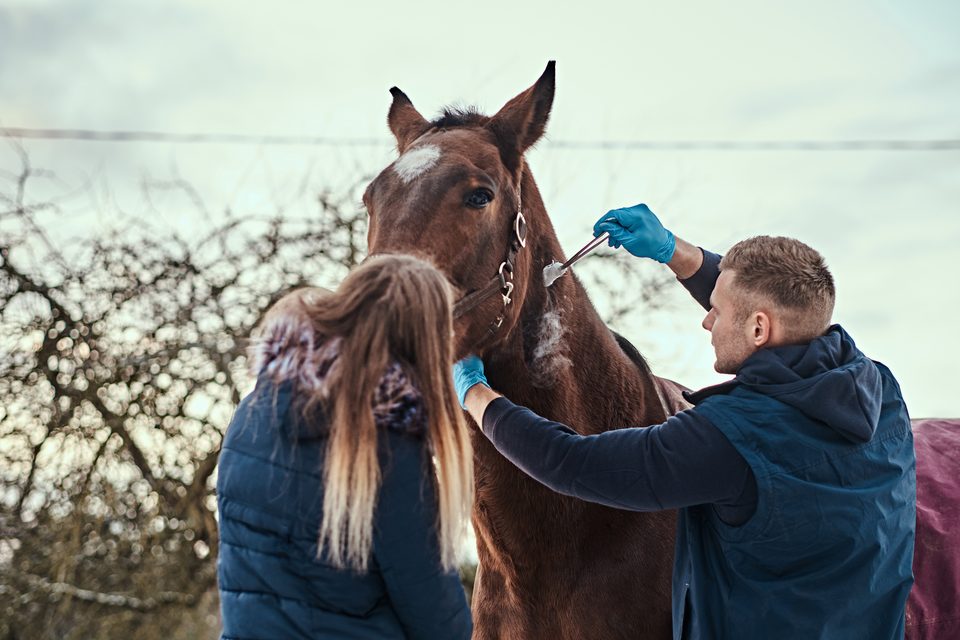 Mareike und Alex Schleich bei der Zahnbehandlung eines Pferdes im Freien